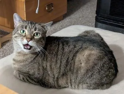 An adult medium-sized female Tabby (Brown / Chocolate) Domestic Short Hair cat named Moewllory for adoption in Downers Grove, IL