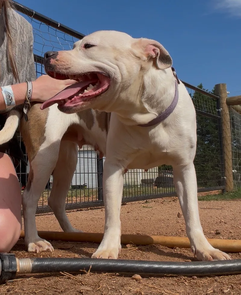 An adult medium-sized female White/ Brown American Bully dog named Diamond for adoption