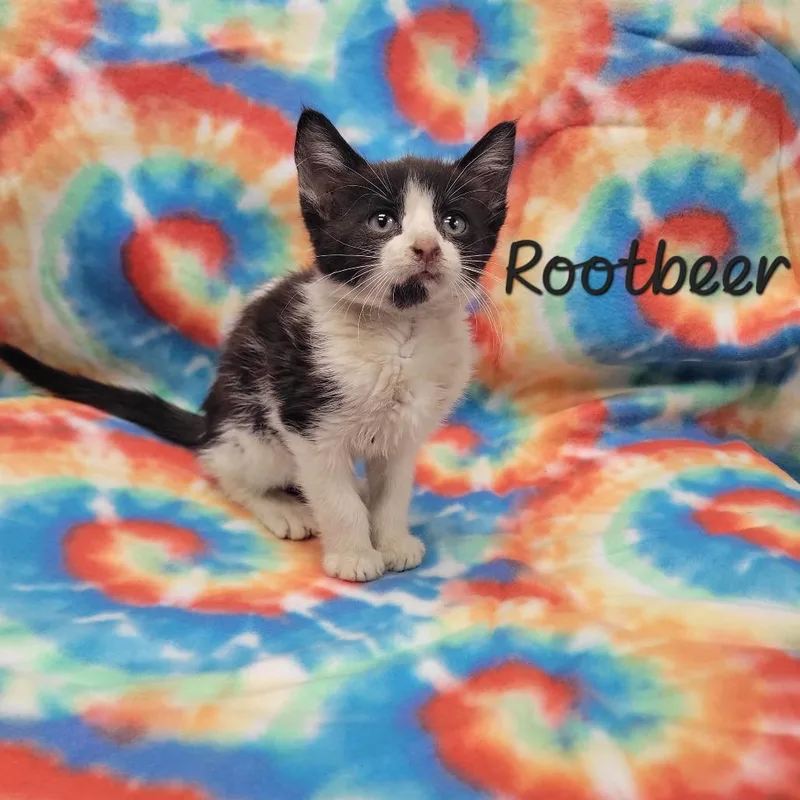 Rootbeer thumbnail 2