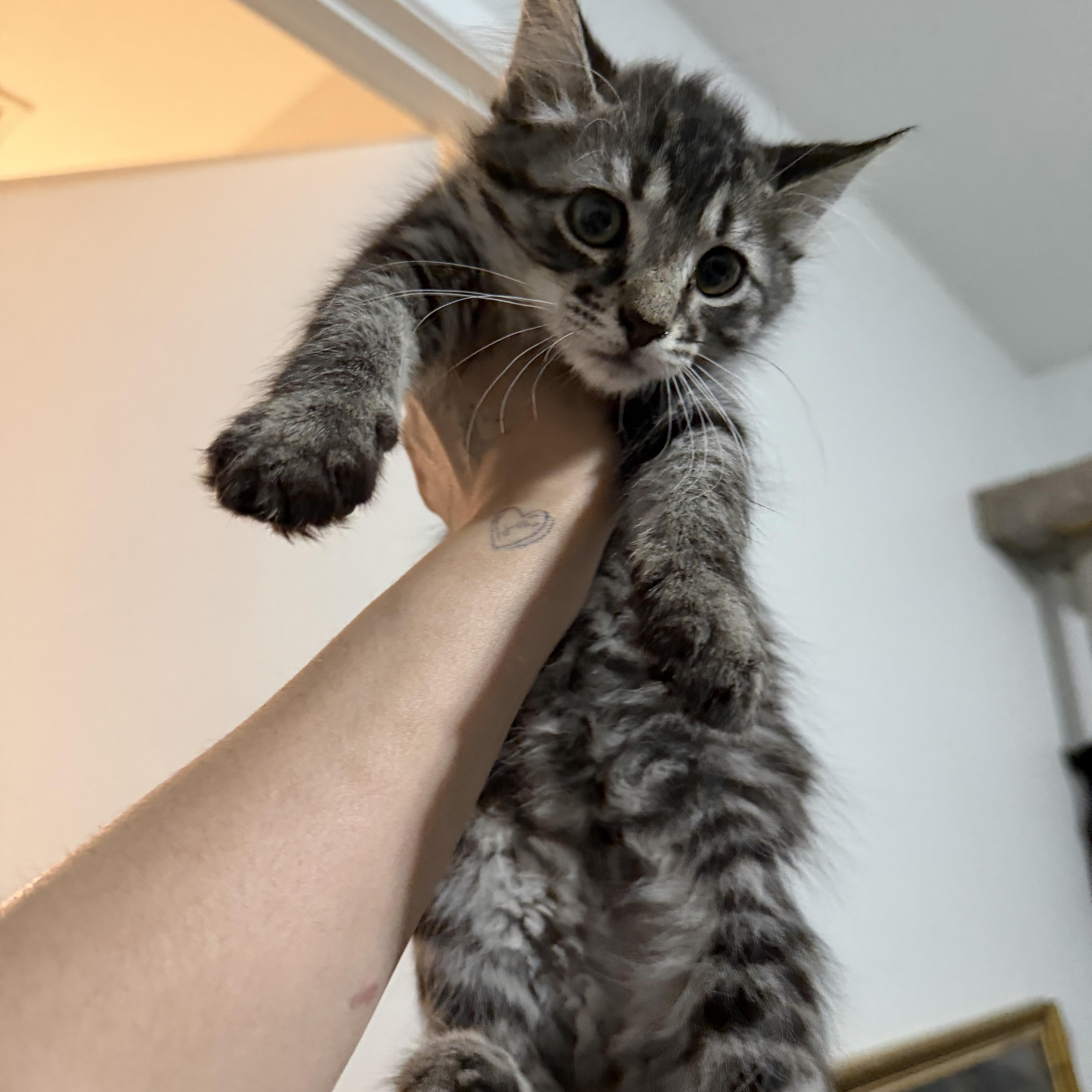 Waffles thumbnail 2