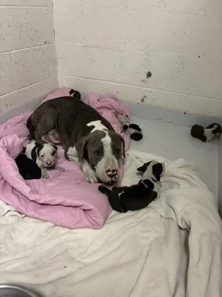 An adult medium-sized female Pit Bull Terrier dog named Coconut for adoption in Gainesville, FL