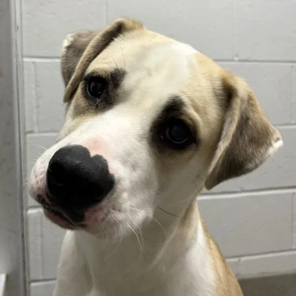 A young large-sized female Shepherd dog named Evie for adoption in Des Moines, IA