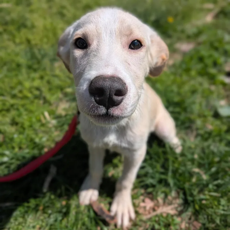 A baby medium-sized male White / Cream Mixed Breed dog named Jupiter for adoption in Melbourne, KY