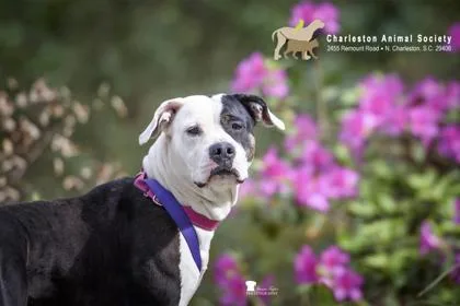 An adult medium-sized female American Staffordshire Terrier dog named A Zora for adoption in North Charleston, SC