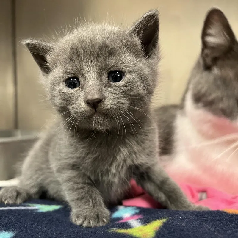 A baby small-sized female Gray / Blue / Silver Domestic Short Hair cat named Sweatpants for adoption in Morgan Hill, CA