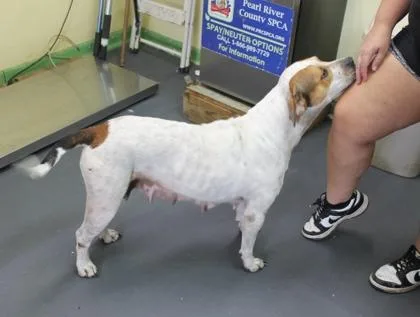 A young medium-sized female Terrier dog named Zoey for adoption in Picayune, MS