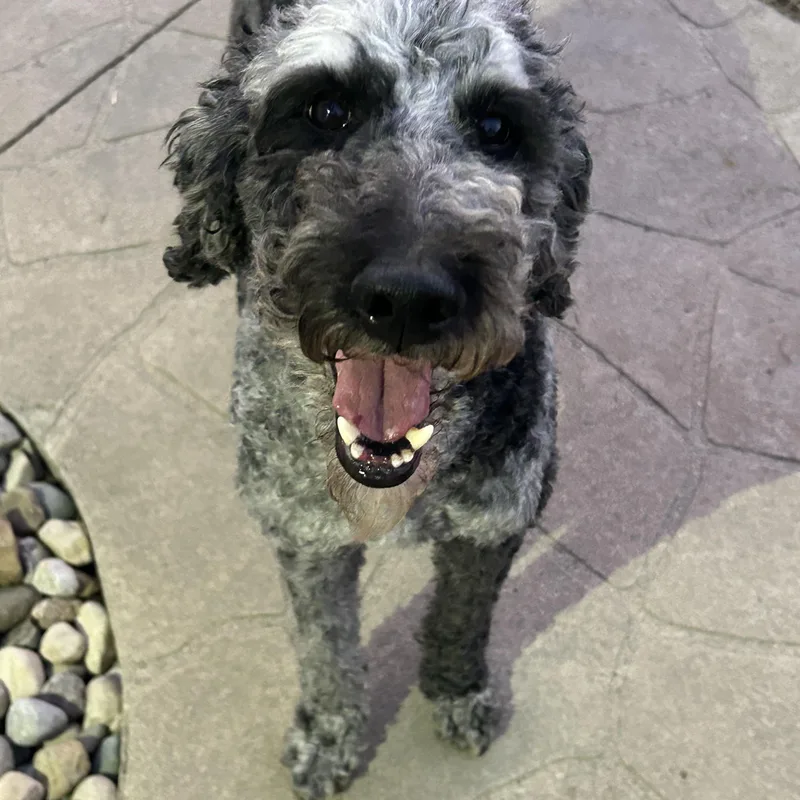 An adult medium-sized male Merle (Blue) Standard Poodle dog named Family dog. Pistol for adoption in Antwerp, OH
