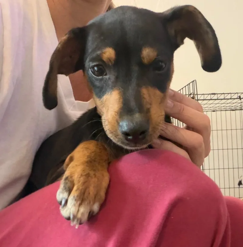 Miss Lottie  The thumbnail 4