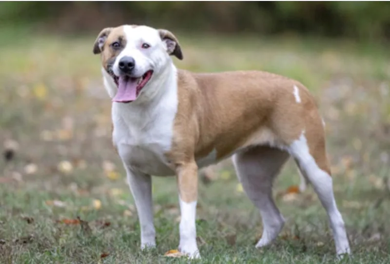 An adult medium-sized female Brown / Chocolate Mixed Breed dog named Primrose for adoption in Terre Haute, IN