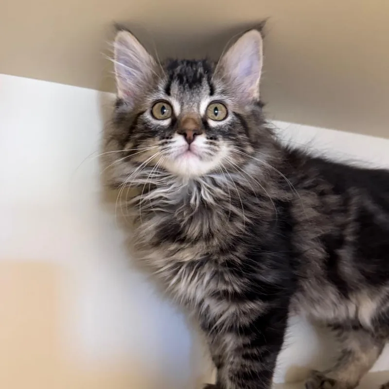 A baby small-sized female Gray / Blue / Silver Domestic Medium Hair cat named Blanche for adoption in Cody, WY