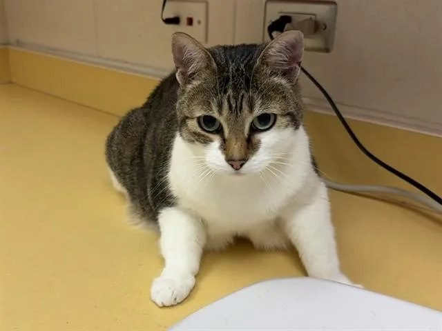 A senior medium-sized female Domestic Short Hair cat named Chica for adoption in Colorado Springs, CO