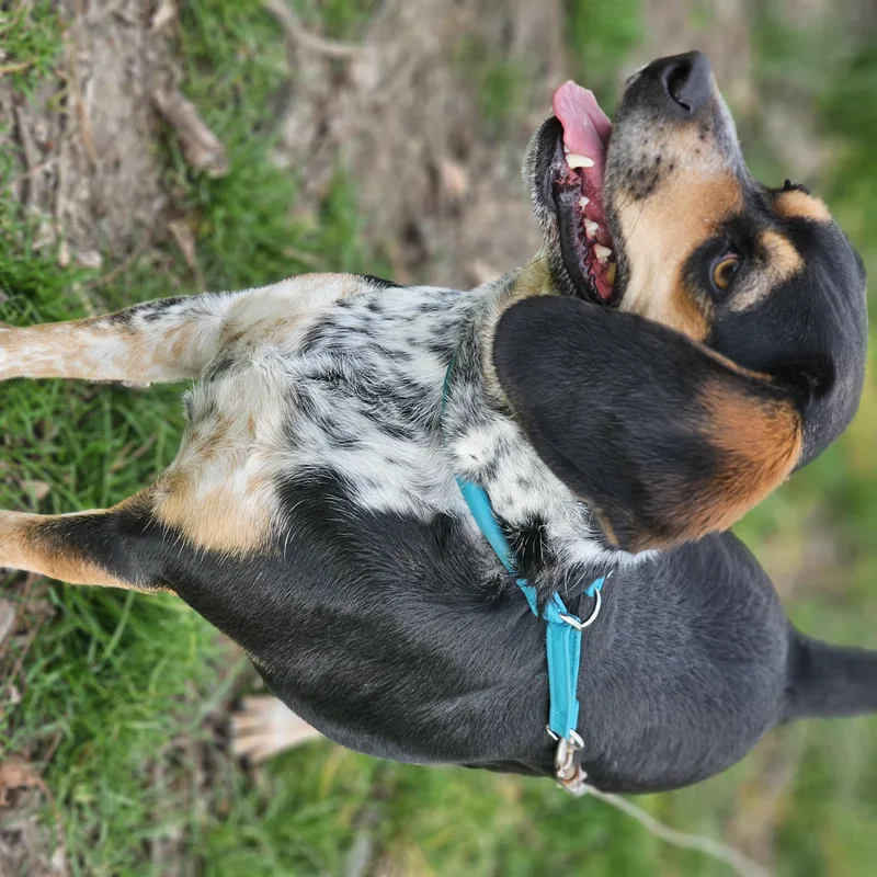 Remmy So Il thumbnail 6