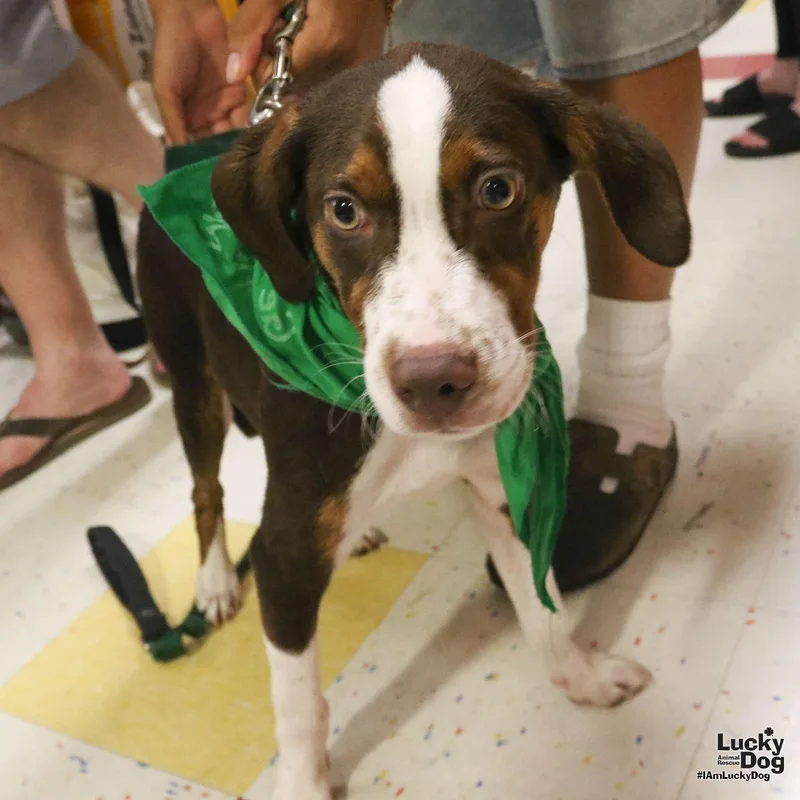 A baby medium-sized male Hound dog named Tree for adoption in Washington, DC