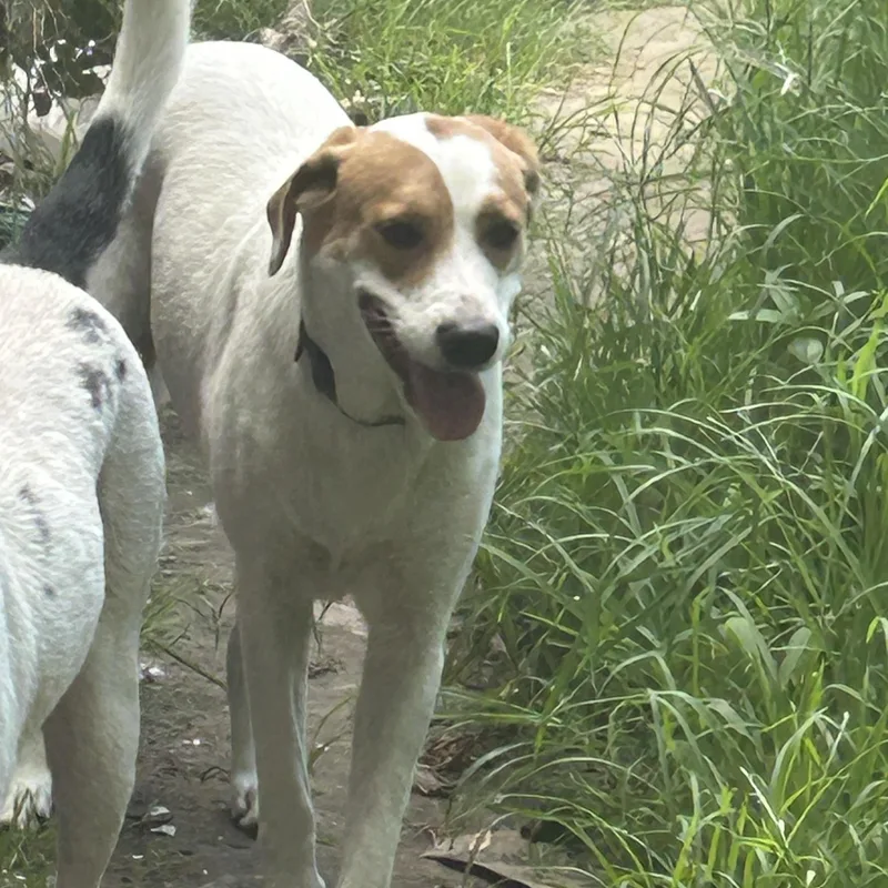 A young large-sized female Apricot / Beige Pointer dog named Poppy for adoption in Ladonia, TX