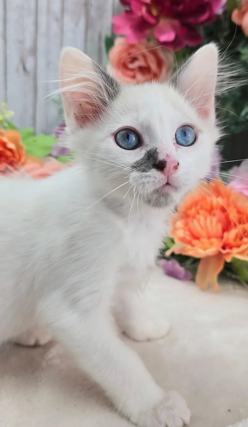 A baby small-sized male Cream / Ivory Snowshoe cat named S'more for adoption in Ocean Springs, MS