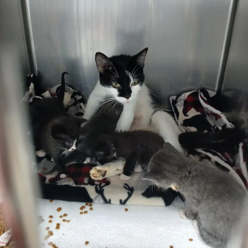 A baby small-sized male Gray / Blue / Silver Domestic Short Hair cat named Kenji C for adoption in Princeton, MN