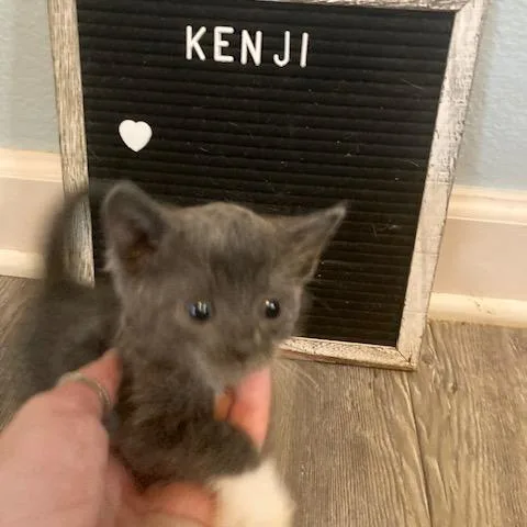 Kenji C thumbnail 2