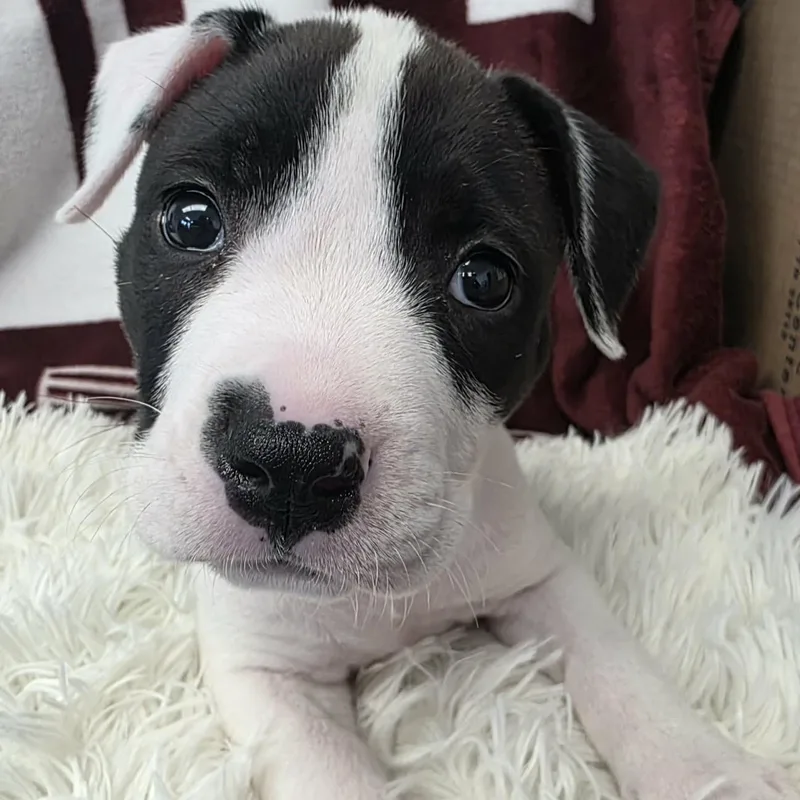 Jellybean thumbnail 3