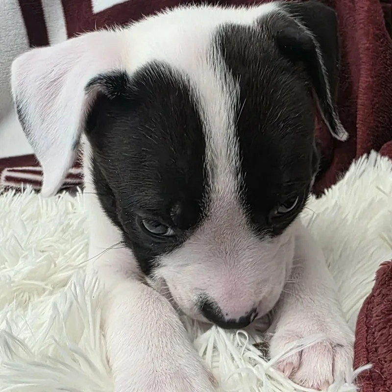 Jellybean thumbnail 4