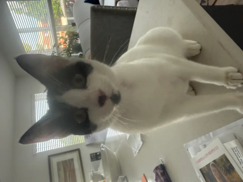 A young small-sized female Black and White American Shorthair cat named Moo Cow for adoption