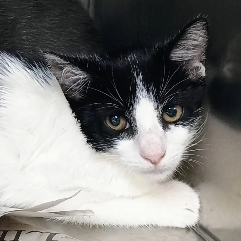 A baby small-sized female Black Domestic Short Hair cat named Pursula for adoption in Palestine, TX