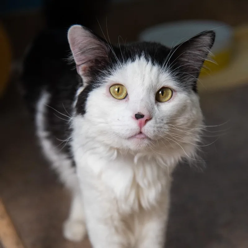 An adult medium-sized male White Domestic Medium Hair cat named Mr. Bojangles for adoption in Palm Springs, CA