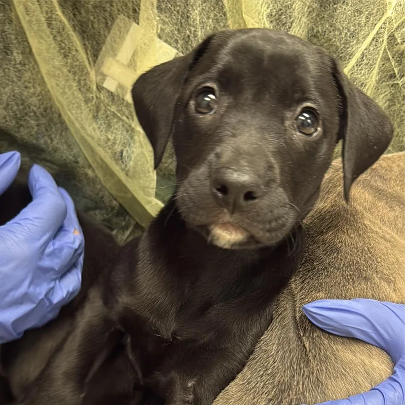 A baby small-sized female Black Pit Bull Terrier dog named Nicolette A for adoption in Mission Hills, CA