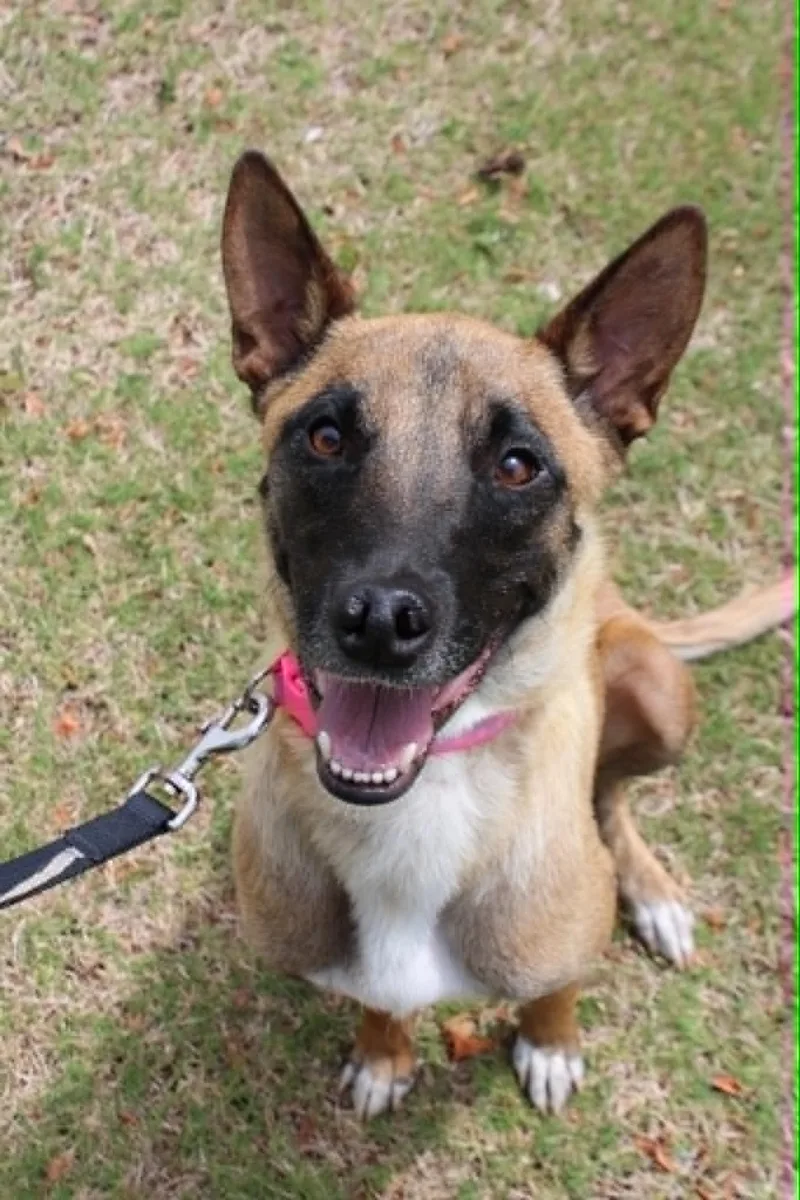 A young large-sized female tan Belgian Shepherd / Malinois dog named Athena for adoption