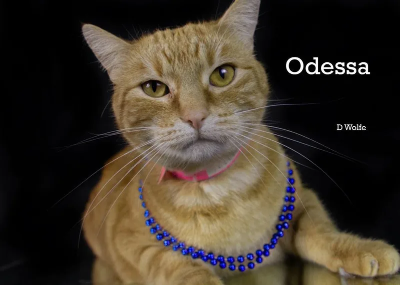 An adult medium-sized female Tabby (Orange / Red) Tabby cat named Odessa for adoption in York, NE