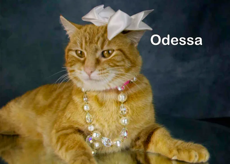 Odessa thumbnail 2