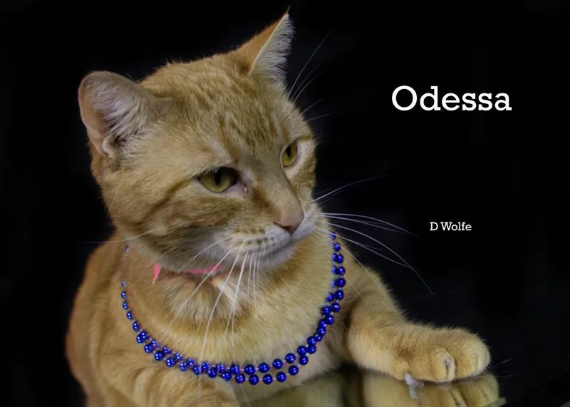 Odessa thumbnail 4