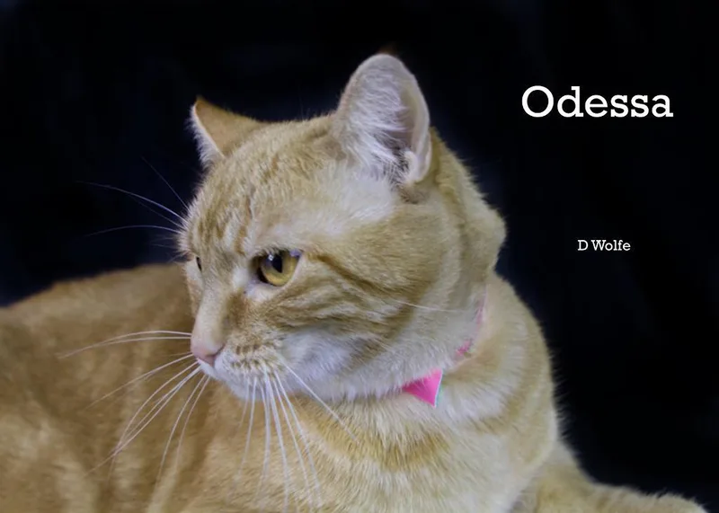 Odessa thumbnail 5