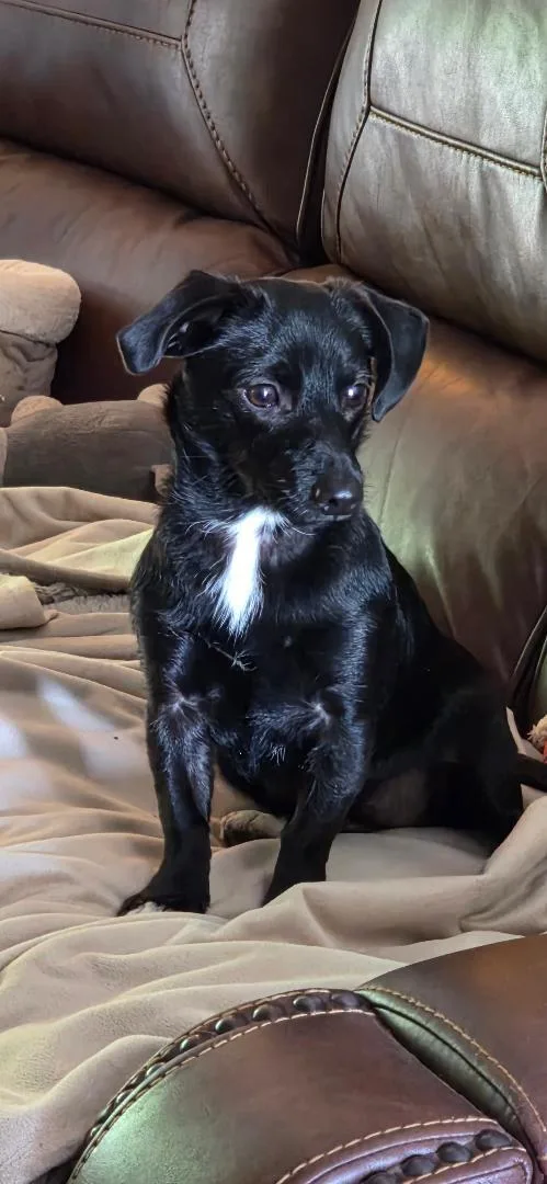 Maybelle thumbnail 3