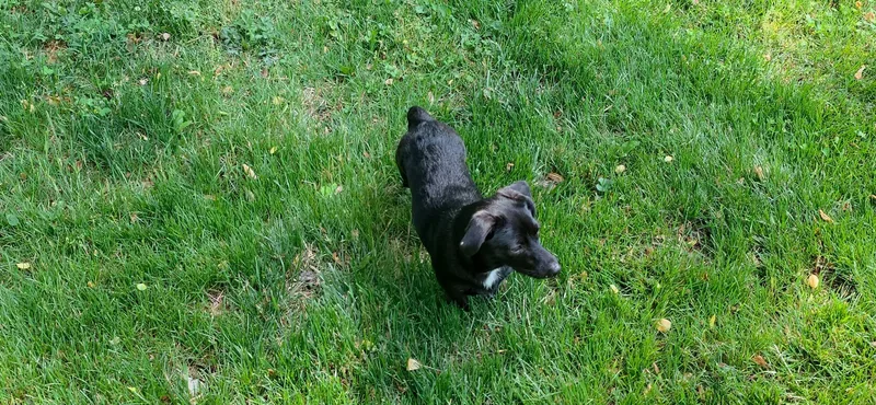 Maybelle thumbnail 4