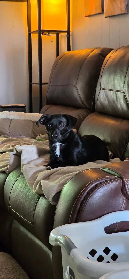 Maybelle thumbnail 5