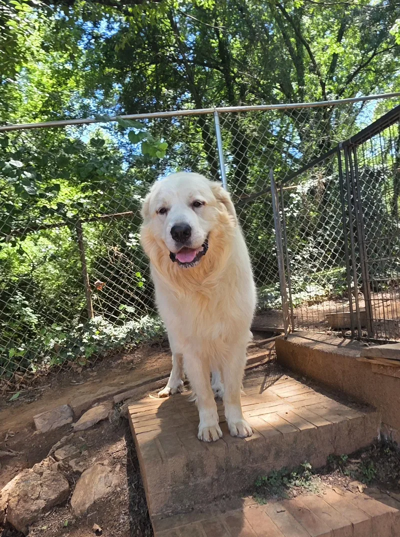 An adult extra large-sized male Great Pyrenees dog named Clyde for adoption in Thomasville, NC
