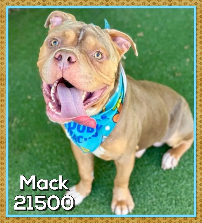 An adult large-sized male White / Cream American Bully dog named Mack for adoption in Marietta, GA