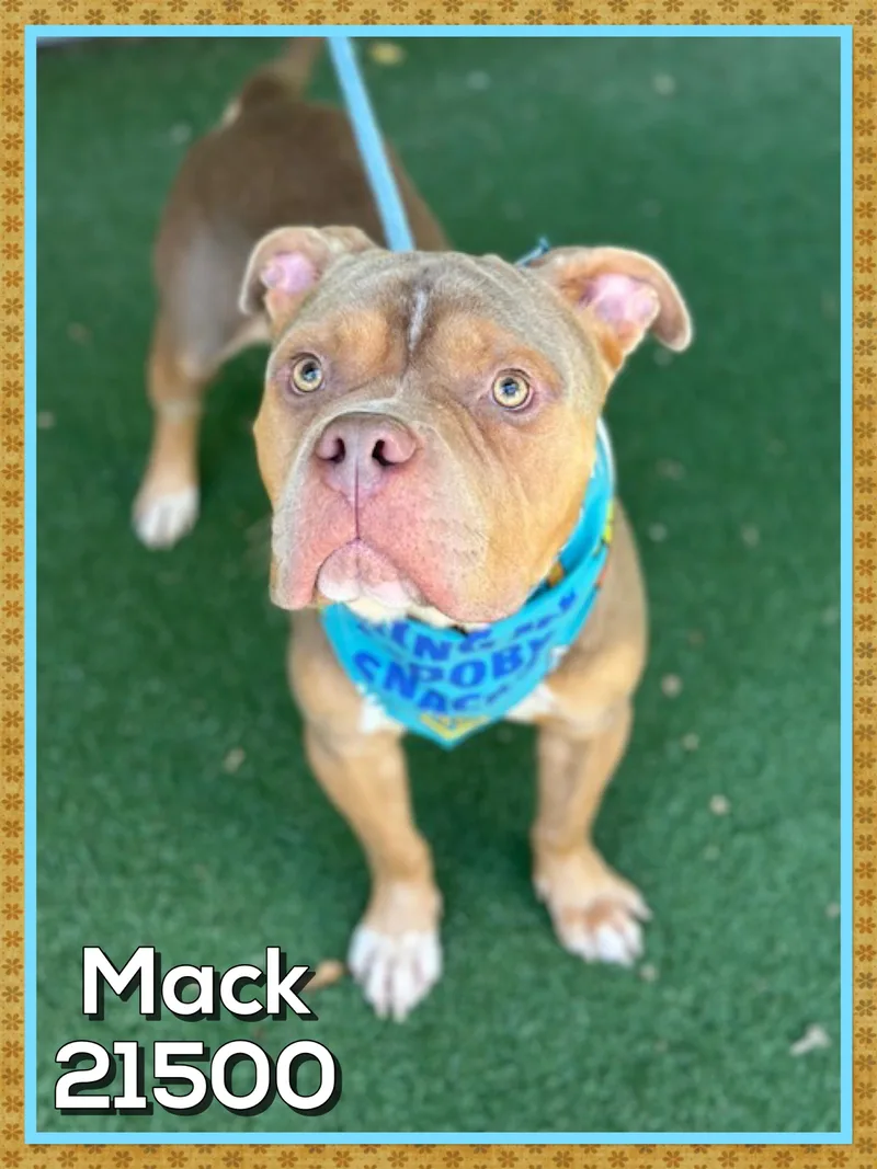Mack thumbnail 2