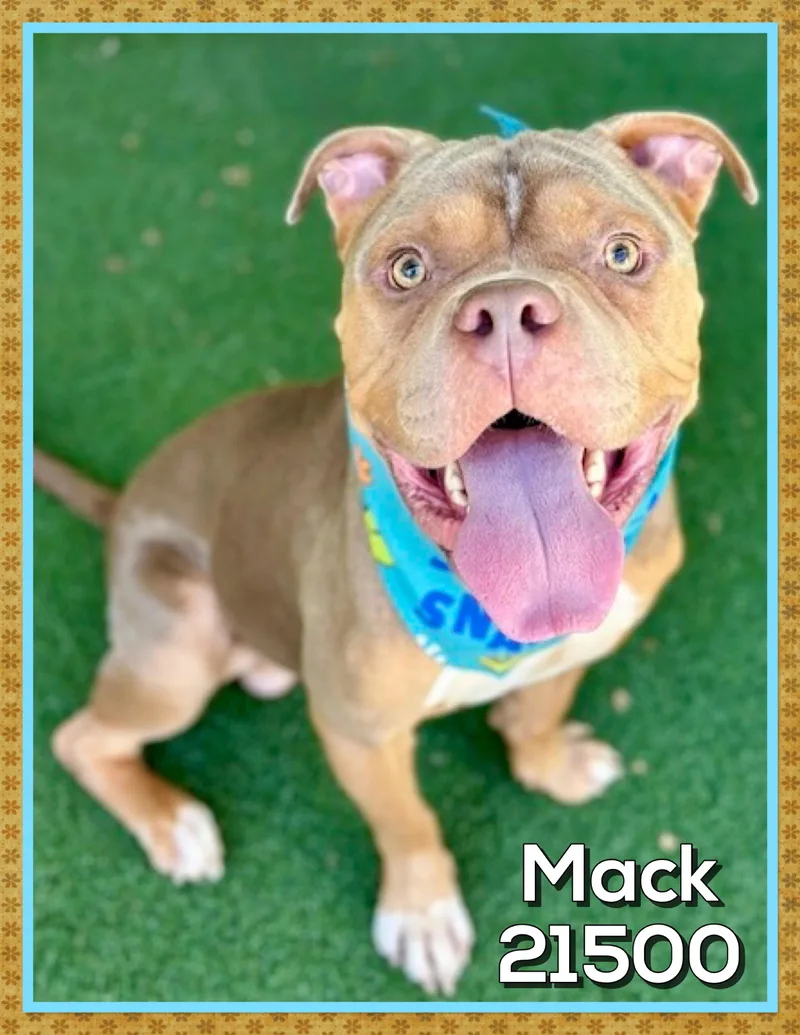 Mack thumbnail 3