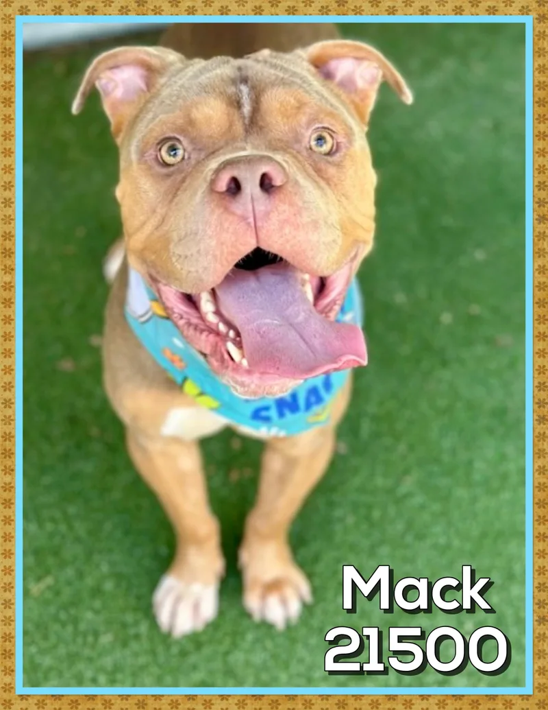 Mack thumbnail 4