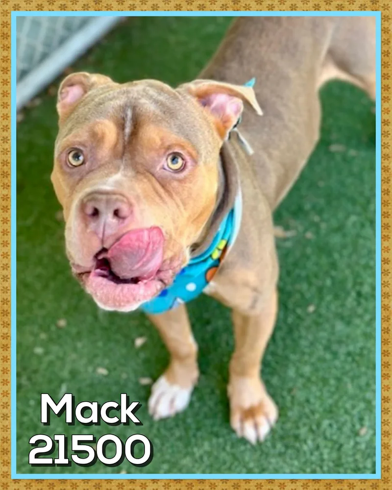 Mack thumbnail 5