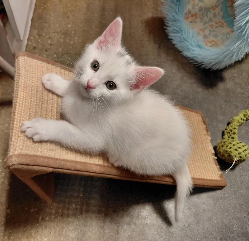 A baby medium-sized male White American Shorthair cat named Neptune for adoption in Marvin, NC
