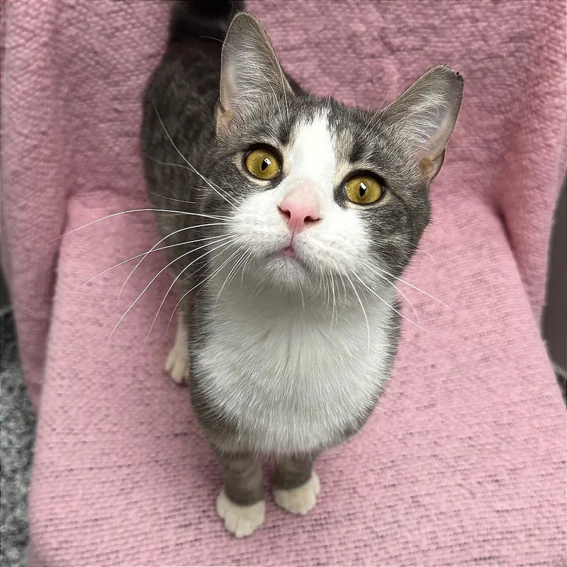 A young medium-sized male Gray / Blue / Silver Domestic Short Hair cat named Loki for adoption in Brookfield, WI