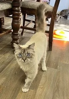 A young large-sized female Ragdoll cat named Cat for adoption in Parlier, CA