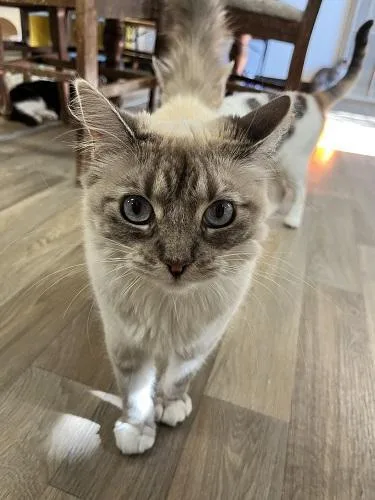 Cat thumbnail 2
