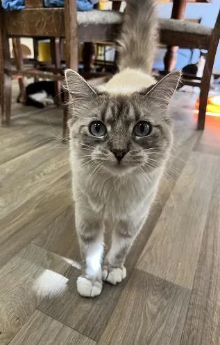 Cat thumbnail 3