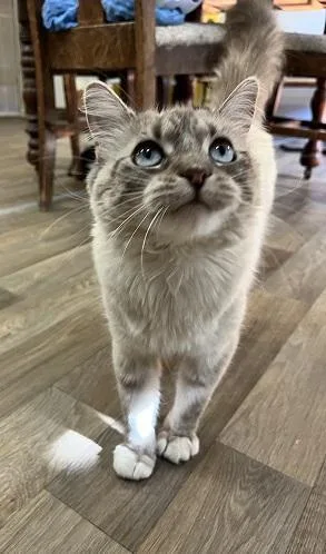 Cat thumbnail 4