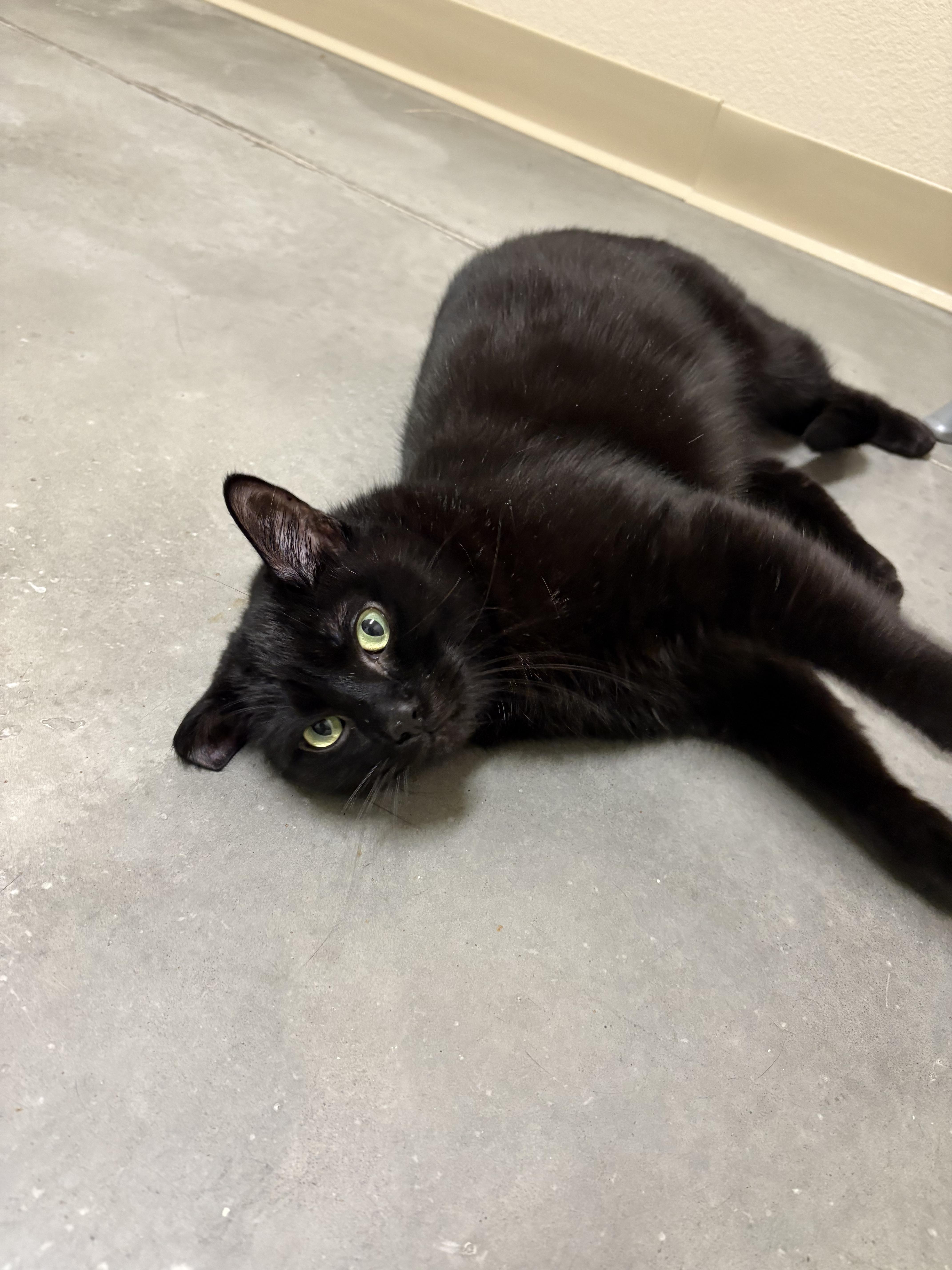 Finnegan thumbnail 2