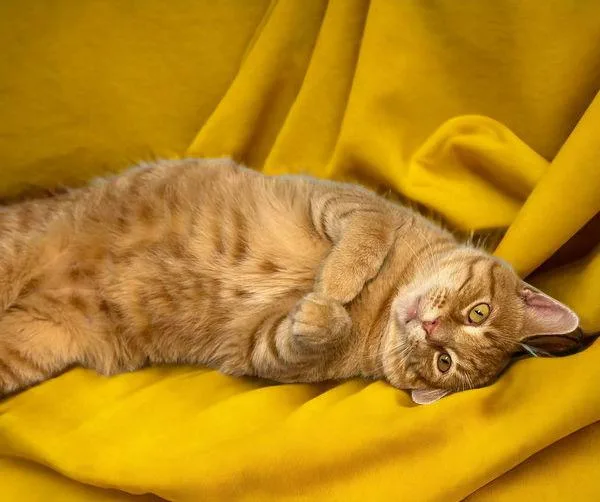 Mitchell thumbnail 2