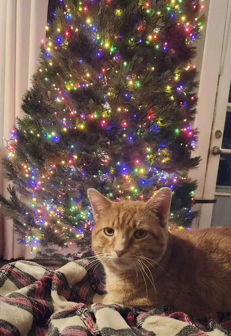 Mitchell thumbnail 3